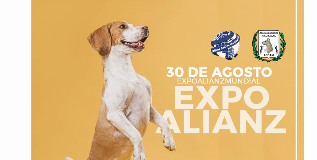 Selección de Expo Alianz