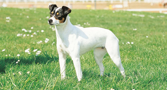 Ratonero Bodeguero Andaluz - Alianz Federation