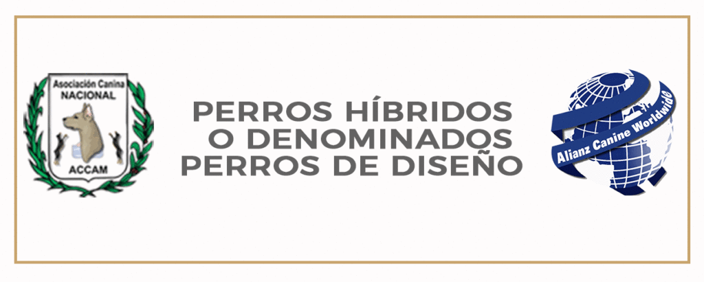 PERROS HÍBRIDOS O DENOMINADOS PERROS DE DISEÑO
