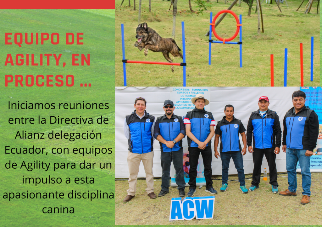 agility equipo deporte canino
