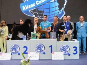CANICHES INTERMEDIA - - CAMPEONATO EUROPEO PELUQUERIA CANINA 2024