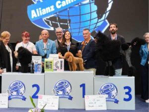 CANICHES INTERMEDIA - - CAMPEONATO EUROPEO PELUQUERIA CANINA 2024