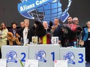 CANICHES INTERMEDIA - - CAMPEONATO EUROPEO PELUQUERIA CANINA 2024