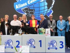 SPANIEL CAMPEONES - - CAMPEONATO EUROPEO PELUQUERIA CANINA 2024